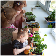Познавательное развитие.Природа.Ухаживаем за огородом на окне. Наблюдаем за ростом растений.